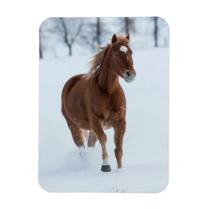 Ímã Cavalo Solitário Correndo na Neve