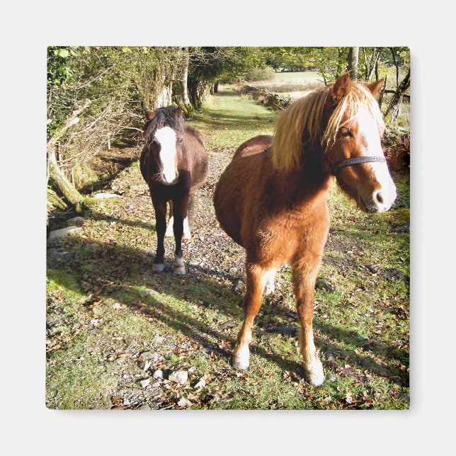 IMÃ CAVALOS (Frente)