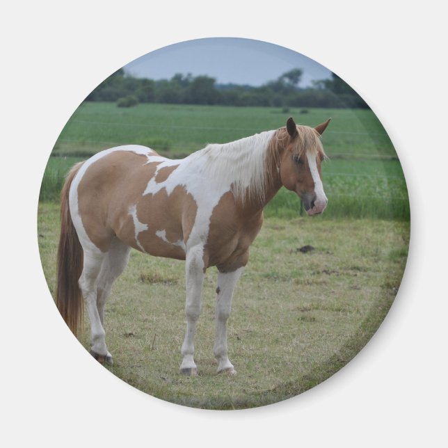 Imã Cavalos (Frente)