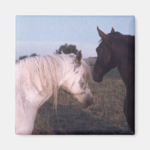Imã Cavalos