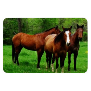 ÍMÃ CAVALOS AMIGÁVEIS