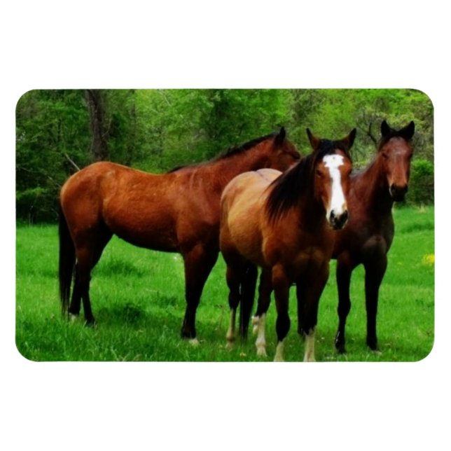 ÍMÃ CAVALOS AMIGÁVEIS (Horizontal)