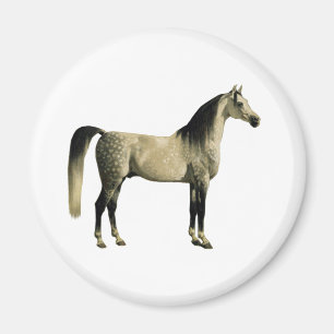 Imã Cavalos antigos - Arabian