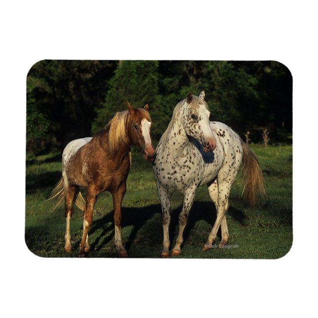 Ímã Cavalos Appaloosa (Horizontal)