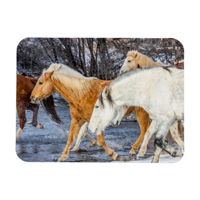 Ímã Cavalos Atravessando o Córrego (Horizontal)
