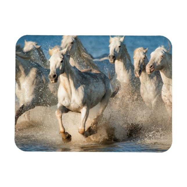 Ímã Cavalos brancos da Camargue, França (Horizontal)