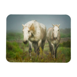 Ímã Cavalos Brancos de Camargue em Campo