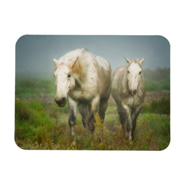 Ímã Cavalos Brancos de Camargue em Campo (Horizontal)