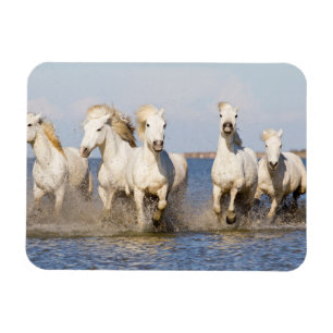 Ímã Cavalos Camargue