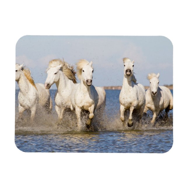 Ímã Cavalos Camargue (Horizontal)