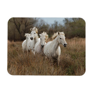 Ímã Cavalos Camargue em corrida