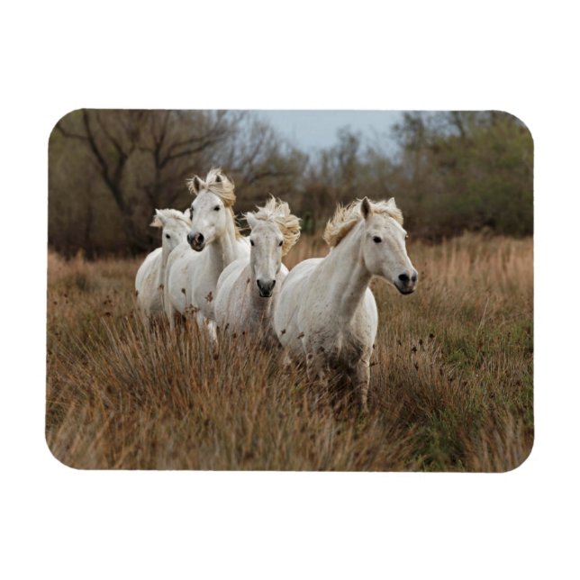 Ímã Cavalos Camargue em corrida (Horizontal)