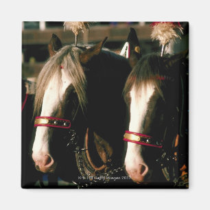 Imã Cavalos com mantilhas