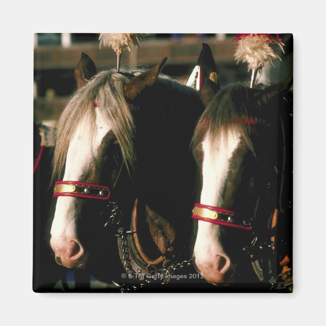 Imã Cavalos com mortes (Frente)