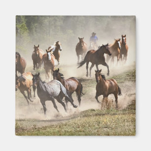Imã Cavalos correndo durante o roundup, Montana