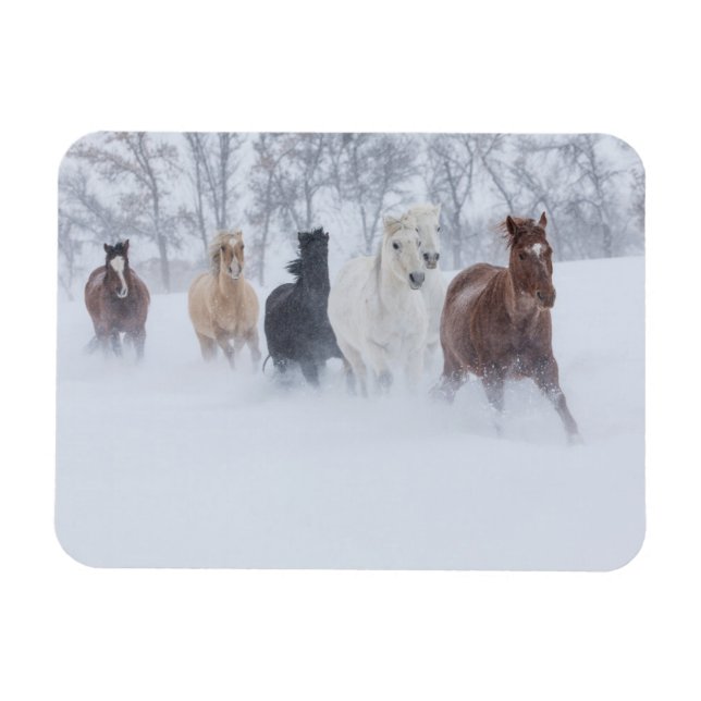 Ímã Cavalos Correndo Pela Neve (Horizontal)