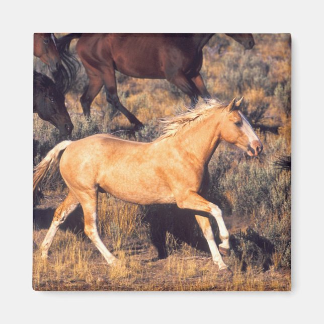 Imã Cavalos correndo uma Fazenda Ponderosa (Frente)