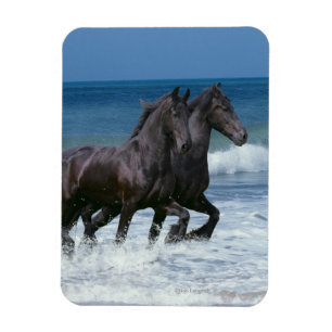 Ímã Cavalos da fantasia: Frisões & mar