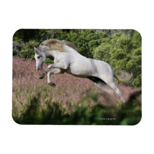 Ímã Cavalos da fantasia: Galope do primavera