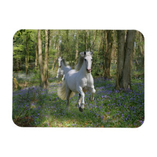 Ímã Cavalos da fantasia: Madeira do Bluebell