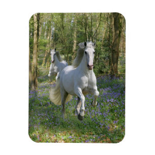 Ímã Cavalos da fantasia: Madeira do Bluebell