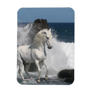Ímã Cavalos da fantasia: Mares do sul