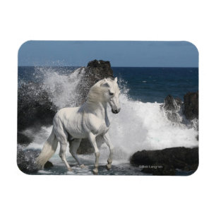 Ímã Cavalos da fantasia: Mares do sul