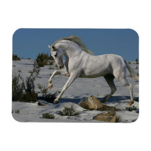 Ímã Cavalos da fantasia: Rei da neve