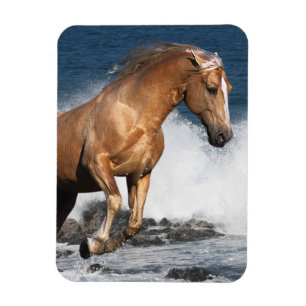 Ímã Cavalos da fantasia: Respingo do verão