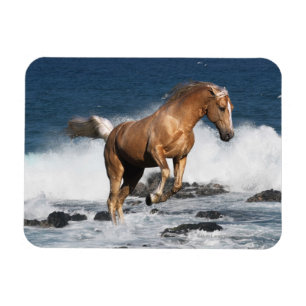 Ímã Cavalos da fantasia: Respingo do verão