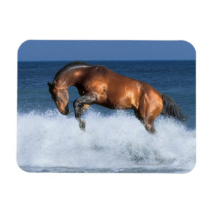 Ímã Cavalos da fantasia: Selle Francais & mar