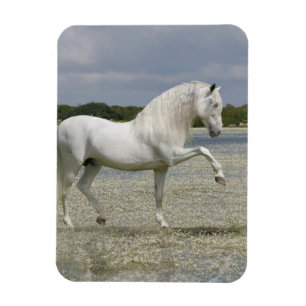 Ímã Cavalos da fantasia: Senhor do lago