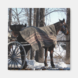 Imã Cavalos de Amish que esperam no inverno