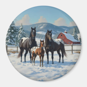 Imã Cavalos de Appaloosa Pretos numa Fazenda no invern