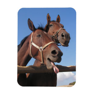 Ímã Cavalos de baía, Cavalos com língua