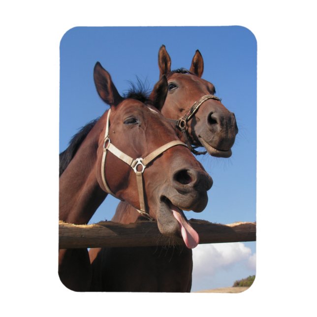 Ímã Cavalos de baía, Cavalos com língua (Vertical)