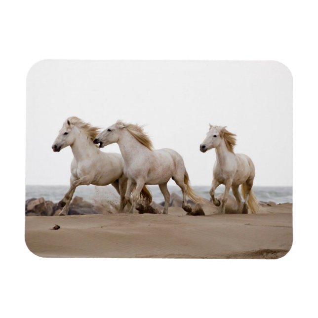 Ímã Cavalos de Camargue Correndo na Praia (Horizontal)