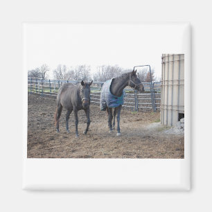 Imã Cavalos de Fazenda