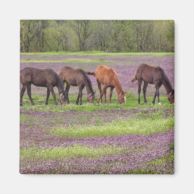 Imã Cavalos de raça pura no campo das flores de hébita (Frente)