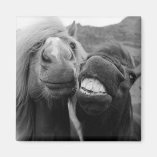 Imã Cavalos de sorriso das imagens   de Getty