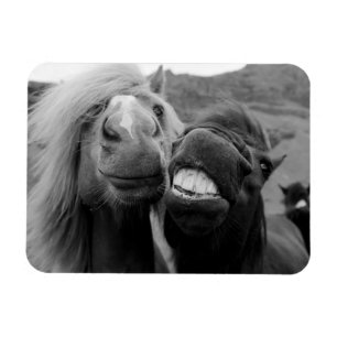 Ímã Cavalos de sorriso das imagens   de Getty
