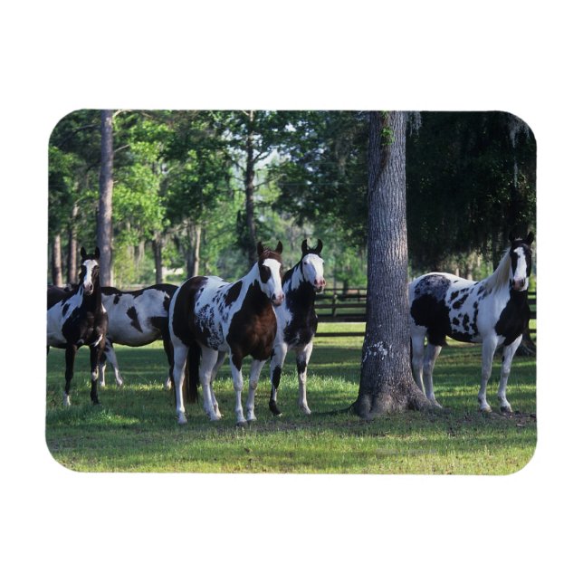 Ímã Cavalos de Tintas nas Árvores (Horizontal)