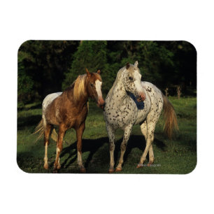 Ímã Cavalos do Appaloosa