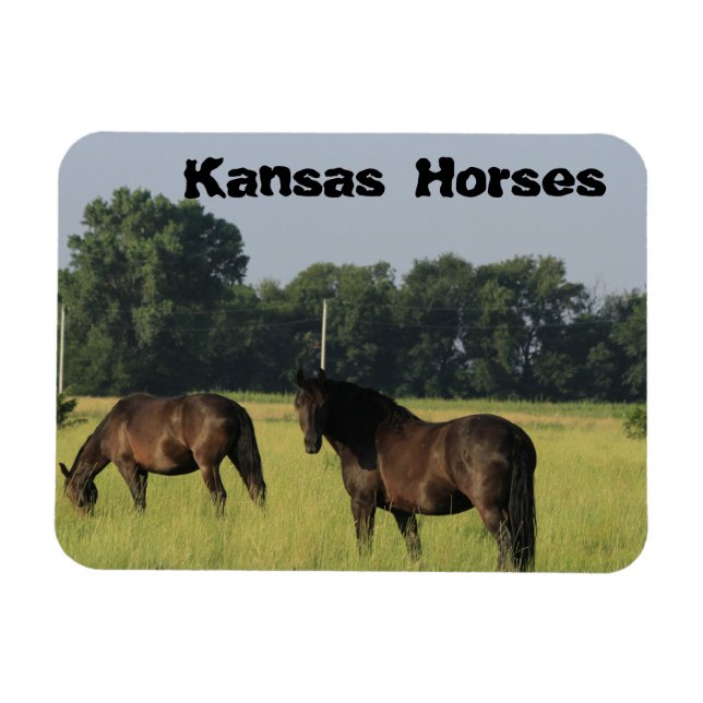 Ímã Cavalos do Kansas num pasto (Horizontal)