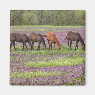 Imã Cavalos do puro-sangue no campo de flores do