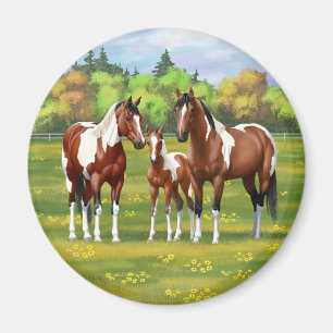 Imã Cavalos Do Quarto De Pintura De Bay Em Pastagem De