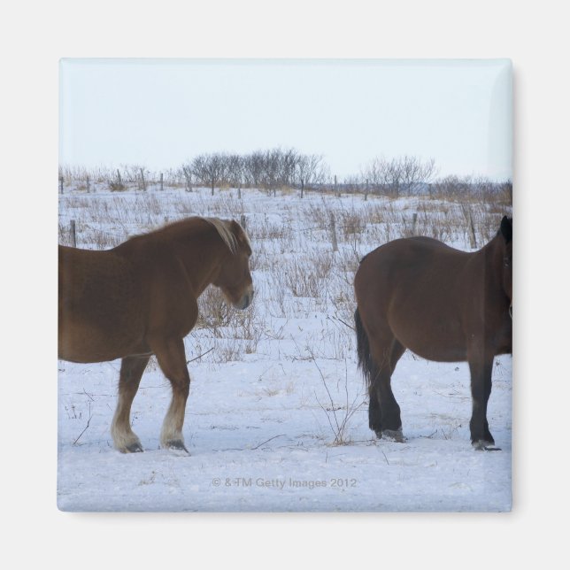 Imã Cavalos em Cape Kiritappu, Província de Hokkaido, (Frente)