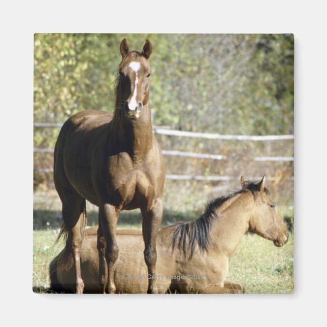 Imã Cavalos em pastagens (Frente)