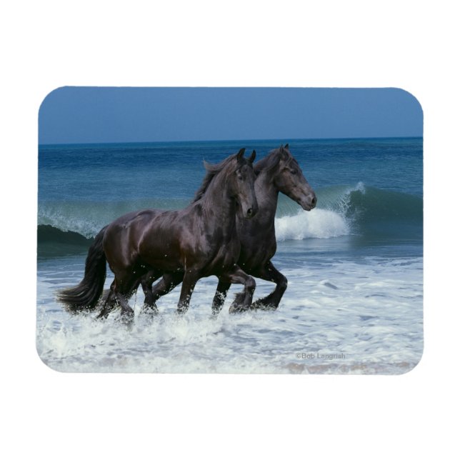 Ímã Cavalos Fantásticos: Friesianos e Mar (Horizontal)