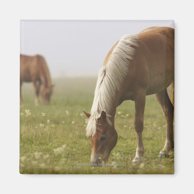 Imã Cavalos, flor silvestre, névoa matinal Piano (Frente)